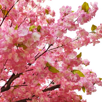 GloboStar® Artificial Garden CHERRY PRUNUS BLOSSOM TREE 20164 Τεχνητό Διακοσμητικό Δέντρο Άνθος Κερασιάς Προύμνη Υ340cm GloboStar® Artificial Garden CHERRY PRUNUS BLOSSOM TREE 20164 Τεχνητό Διακοσμητικό Δέντρο Άνθος Κερασιάς Προύμνη Υ340cm