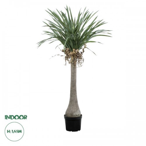 GloboStar® Artificial Garden BEAUCARNEA PALM TREE 20046 Τεχνητό Διακοσμητικό Φυτό Κυρτόφυλλος Μπουκαρνέα Υ165cm Διακόσμηση - Φωτισμός - Χαλιά GloboStar® Artificial Garden BEAUCARNEA PALM TREE 20046 Τεχνητό Διακοσμητικό Φυτό Κυρτόφυλλος Μπουκαρνέα Υ165cm Διακόσμηση - Φωτισμός - Χαλιά