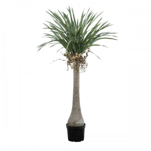 GloboStar® Artificial Garden BEAUCARNEA PALM TREE 20046 Τεχνητό Διακοσμητικό Φυτό Κυρτόφυλλος Μπουκαρνέα Υ165cm Διακόσμηση - Φωτισμός - Χαλιά GloboStar® Artificial Garden BEAUCARNEA PALM TREE 20046 Τεχνητό Διακοσμητικό Φυτό Κυρτόφυλλος Μπουκαρνέα Υ165cm Διακόσμηση - Φωτισμός - Χαλιά