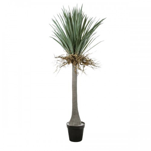 GloboStar® Artificial Garden BEAUCARNEA PALM TREE 20047 Τεχνητό Διακοσμητικό Φυτό Κυρτόφυλλος Μπουκαρνέα Υ200cm Διακόσμηση - Φωτισμός - Χαλιά