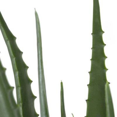 GloboStar® Artificial Garden ALOE 20066 Τεχνητό Διακοσμητικό Φυτό Αλόη Υ65cm Διακόσμηση - Φωτισμός - Χαλιά GloboStar® Artificial Garden ALOE 20066 Τεχνητό Διακοσμητικό Φυτό Αλόη Υ65cm Διακόσμηση - Φωτισμός - Χαλιά