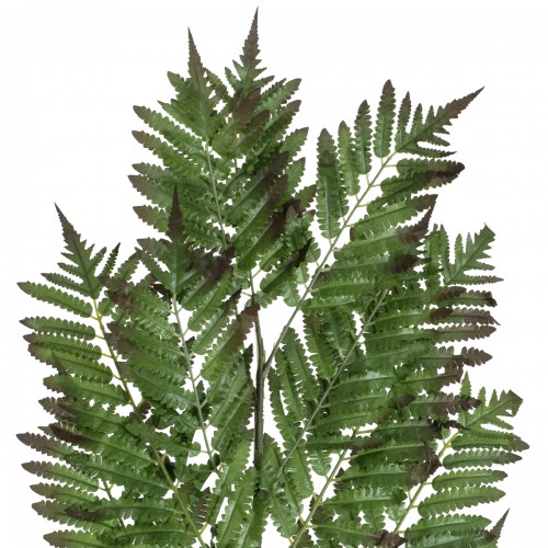 GloboStar® Artificial Garden ALSOPHILA FERN LEAF 20178 Τεχνητό Διακοσμητικό Φύλο Φτέρης Π60 x Υ180cm GloboStar® Artificial Garden ALSOPHILA FERN LEAF 20178 Τεχνητό Διακοσμητικό Φύλο Φτέρης Π60 x Υ180cm