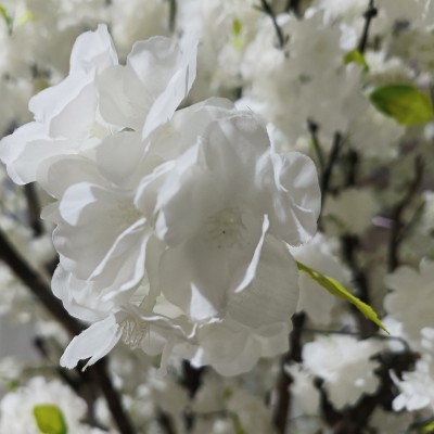 GloboStar® Artificial Garden BIANCA CHERRY BLOSSOM TREE 20362 Τεχνητό Διακοσμητικό Δέντρο Λευκό Άνθος Κερασιάς Υ350cm Διακόσμηση - Φως - Χαλιά GloboStar® Artificial Garden BIANCA CHERRY BLOSSOM TREE 20362 Τεχνητό Διακοσμητικό Δέντρο Λευκό Άνθος Κερασιάς Υ350cm Διακόσμηση - Φως - Χαλιά