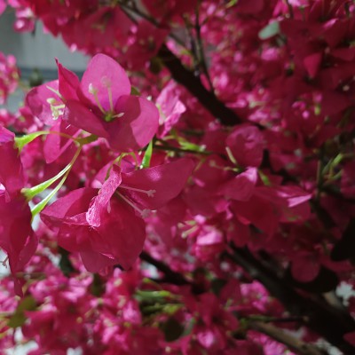 GloboStar® Artificial Garden RHODODENDRON TREE 20363 Τεχνητό Διακοσμητικό Δέντρο Ροδόδενδρο Υ350cm Διακόσμηση - Φως - Χαλιά GloboStar® Artificial Garden RHODODENDRON TREE 20363 Τεχνητό Διακοσμητικό Δέντρο Ροδόδενδρο Υ350cm Διακόσμηση - Φως - Χαλιά