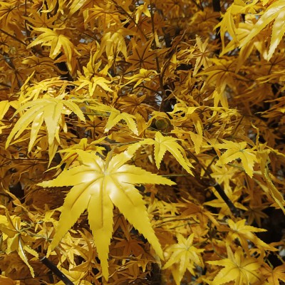 GloboStar® Artificial Garden WINTER MAPLE TREE 20364 Τεχνητό Διακοσμητικό Δέντρο Χειμωνιάτικος Σφένδαμος Υ350cm Διακόσμηση - Φως - Χαλιά GloboStar® Artificial Garden WINTER MAPLE TREE 20364 Τεχνητό Διακοσμητικό Δέντρο Χειμωνιάτικος Σφένδαμος Υ350cm Διακόσμηση - Φως - Χαλιά