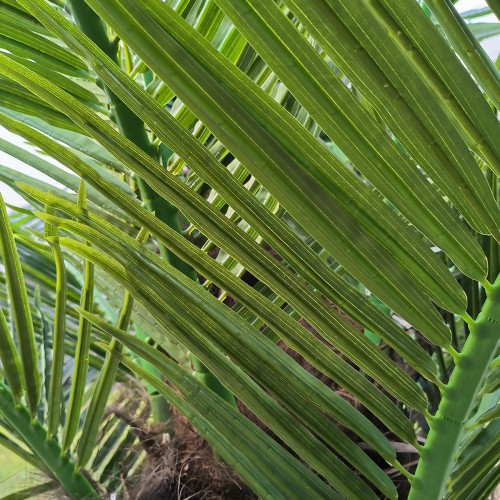 GloboStar® Artificial Garden PHOENIX ROEBELENII PALM TREE 20596 Τεχνητό Διακοσμητικό Φυτό Φοινικόδεντρο Ρομπελίνι Εξωτερικού Χώρου IP68 UV Certified Protection Υ500cm Διακόσμηση - Φως - Χαλιά GloboStar® Artificial Garden PHOENIX ROEBELENII PALM TREE 20596 Τεχνητό Διακοσμητικό Φυτό Φοινικόδεντρο Ρομπελίνι Εξωτερικού Χώρου IP68 UV Certified Protection Υ500cm Διακόσμηση - Φως - Χαλιά