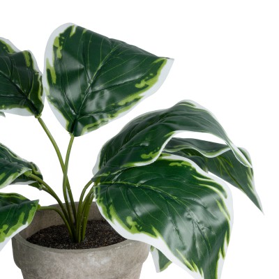 GloboStar® Artificial Garden WHITE HOSTA PLANT 20900 Διακοσμητικό Φυτό Λευκή Χόστα Φ45 x Υ40cm GloboStar® Artificial Garden WHITE HOSTA PLANT 20900 Διακοσμητικό Φυτό Λευκή Χόστα Φ45 x Υ40cm