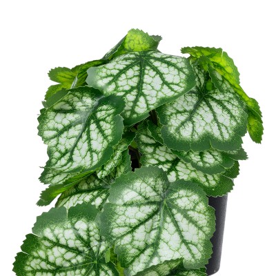 GloboStar® Artificial Garden WHITE BEGONIA PLANT 20947 Διακοσμητικό Φυτό Λευκή Μπιγόνια Φ23 x Υ16cm Διακόσμηση - Φως - Χαλιά GloboStar® Artificial Garden WHITE BEGONIA PLANT 20947 Διακοσμητικό Φυτό Λευκή Μπιγόνια Φ23 x Υ16cm Διακόσμηση - Φως - Χαλιά