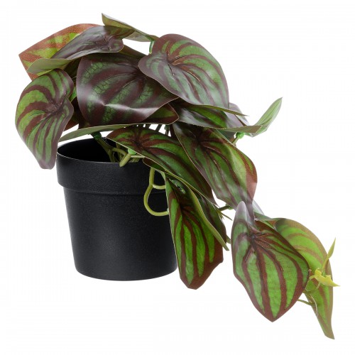 GloboStar® Artificial Garden BROWN PEPEROMIA PLANT 20952 Διακοσμητικό Φυτό Καφέ Πεπερόμια Φ23 x Υ16cm Διακόσμηση - Φως - Χαλιά GloboStar® Artificial Garden BROWN PEPEROMIA PLANT 20952 Διακοσμητικό Φυτό Καφέ Πεπερόμια Φ23 x Υ16cm Διακόσμηση - Φως - Χαλιά