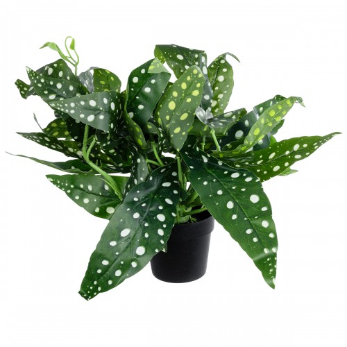 GloboStar® Artificial Garden BEGONIA POLKA DOT PLANT 20959 Διακοσμητικό Φυτό Βιγόνια Φ50 x Υ22cm Διακόσμηση - Φως - Χαλιά GloboStar® Artificial Garden BEGONIA POLKA DOT PLANT 20959 Διακοσμητικό Φυτό Βιγόνια Φ50 x Υ22cm Διακόσμηση - Φως - Χαλιά