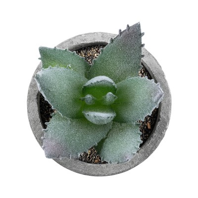GloboStar® Artificial Garden SUCCULENT ALOE 21026 Διακοσμητικό Φυτό Παχύφυτο Αλόη Υ10.5cm GloboStar® Artificial Garden SUCCULENT ALOE 21026 Διακοσμητικό Φυτό Παχύφυτο Αλόη Υ10.5cm