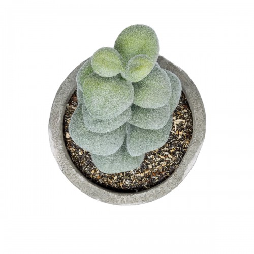GloboStar® Artificial Garden SUCCULENT SEDEVERIA POTTED PLANT 21027 Διακοσμητικό Φυτό Σεδεβέρια Φ5 x Υ11cm GloboStar® Artificial Garden SUCCULENT SEDEVERIA POTTED PLANT 21027 Διακοσμητικό Φυτό Σεδεβέρια Φ5 x Υ11cm