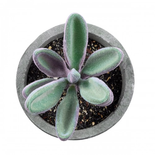 GloboStar® Artificial Garden SUCCULENT CRASULLA 21031 Διακοσμητικό Φυτό Παχύφυτο Κράσουλα Υ11cm GloboStar® Artificial Garden SUCCULENT CRASULLA 21031 Διακοσμητικό Φυτό Παχύφυτο Κράσουλα Υ11cm