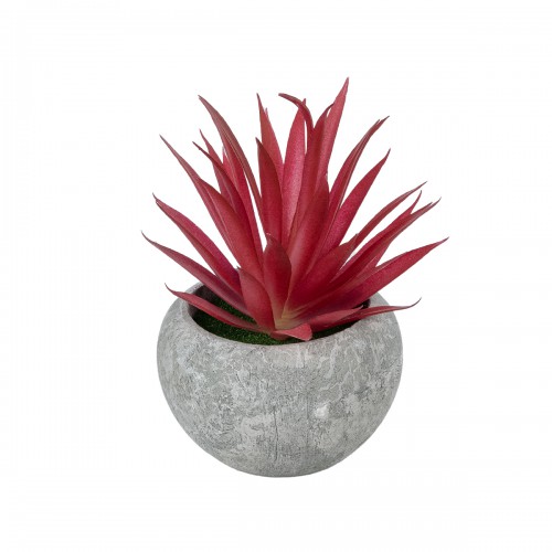 GloboStar® Artificial Garden AIR PLANT TILLANDSIA POTTED PLANT 21035 Διακοσμητικό Φυτό Τιλάντσια Φ12 x Υ15cm GloboStar® Artificial Garden AIR PLANT TILLANDSIA POTTED PLANT 21035 Διακοσμητικό Φυτό Τιλάντσια Φ12 x Υ15cm
