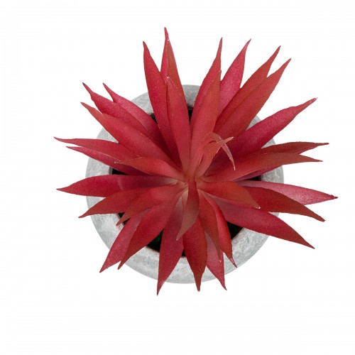 GloboStar® Artificial Garden AIR PLANT TILLANDSIA POTTED PLANT 21035 Διακοσμητικό Φυτό Τιλάντσια Φ12 x Υ15cm GloboStar® Artificial Garden AIR PLANT TILLANDSIA POTTED PLANT 21035 Διακοσμητικό Φυτό Τιλάντσια Φ12 x Υ15cm