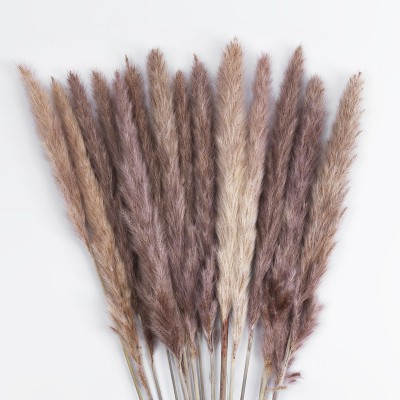 GloboStar® Artificial Garden REAL DRIED BROWN PAMPAS GRASS BUNCH 21215 Αποξηραμένο Διακοσμητικό Μπουκέτο Pampas Kάφε Y50cm - Σετ 15 τμχ GloboStar® Artificial Garden REAL DRIED BROWN PAMPAS GRASS BUNCH 21215 Αποξηραμένο Διακοσμητικό Μπουκέτο Pampas Kάφε Y50cm - Σετ 15 τμχ