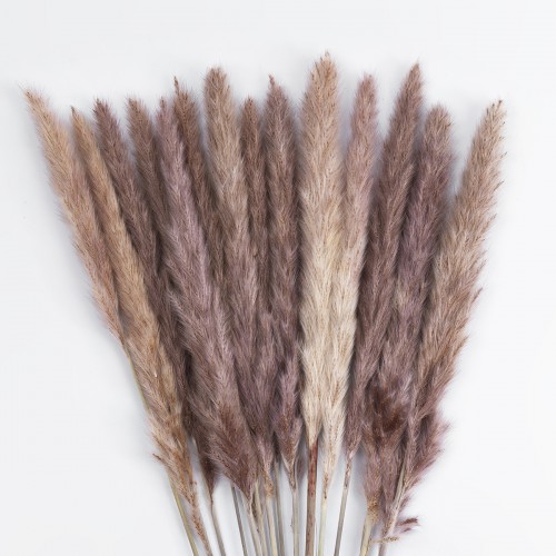GloboStar® Artificial Garden REAL DRIED BROWN PAMPAS GRASS BUNCH 21215 Αποξηραμένο Διακοσμητικό Μπουκέτο Pampas Kάφε Y50cm - Σετ 15 τμχ GloboStar® Artificial Garden REAL DRIED BROWN PAMPAS GRASS BUNCH 21215 Αποξηραμένο Διακοσμητικό Μπουκέτο Pampas Kάφε Y50cm - Σετ 15 τμχ