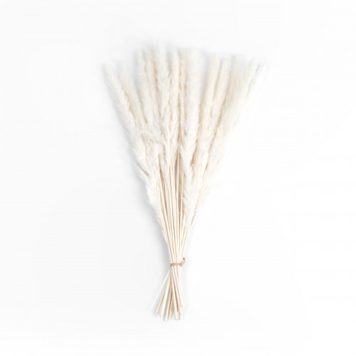 GloboStar® Artificial Garden REAL DRIED BEIGE PAMPAS GRASS BUNCH 21216 Αποξηραμένο Διακοσμητικό Μπουκέτο Pampas Μπέζ Y50cm - Σετ 15 τμχ GloboStar® Artificial Garden REAL DRIED BEIGE PAMPAS GRASS BUNCH 21216 Αποξηραμένο Διακοσμητικό Μπουκέτο Pampas Μπέζ Y50cm - Σετ 15 τμχ