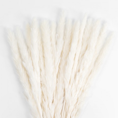 GloboStar® Artificial Garden REAL DRIED BEIGE PAMPAS GRASS BUNCH 21216 Αποξηραμένο Διακοσμητικό Μπουκέτο Pampas Μπέζ Y50cm - Σετ 15 τμχ GloboStar® Artificial Garden REAL DRIED BEIGE PAMPAS GRASS BUNCH 21216 Αποξηραμένο Διακοσμητικό Μπουκέτο Pampas Μπέζ Y50cm - Σετ 15 τμχ