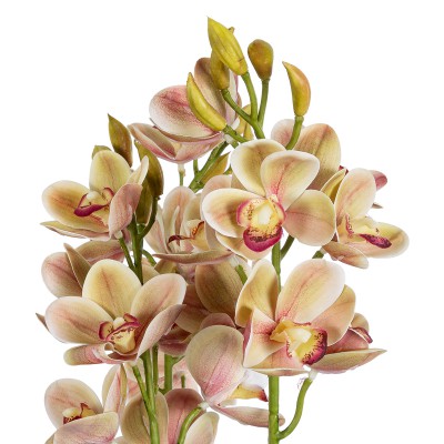 GloboStar® Artificial Garden CHAMPAGNE CHERRY CYMBIDIUM 21404 Διακοσμητικό Φυτό Σαμπανιζέ Κυμβίδιο Υ60cm Διακόσμηση - Φως - Χαλιά GloboStar® Artificial Garden CHAMPAGNE CHERRY CYMBIDIUM 21404 Διακοσμητικό Φυτό Σαμπανιζέ Κυμβίδιο Υ60cm Διακόσμηση - Φως - Χαλιά